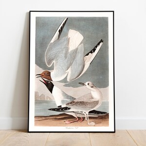 Stampe d'arte di uccelli vintage/Poster di uccelli/Stampa incorniciata/Arte di uccelli/Tela d'arte/Arte da parete di uccelli/Decorazione di uccelli per parete/Arte moderna/Stampe d'arte di uccelli