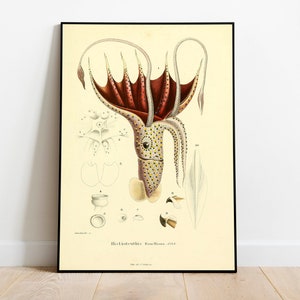 Squid Poster Print| Sea Life Art| Animal Prints| Wall Prints| Canvas Art| Vintage Wall Art| Wall Poster| Framed Art Prints