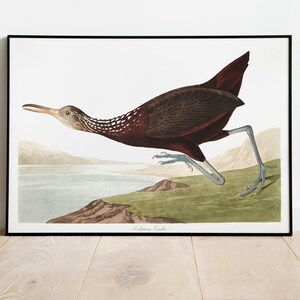 Stampe d'arte di uccelli vintage/Poster di uccelli/Stampa incorniciata/Arte di uccelli/Tela d'arte/Arte da parete di uccelli/Decorazione di uccelli per parete/Arte moderna/Stampe d'arte di uccelli