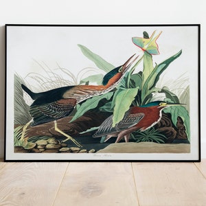Stampe d'arte di uccelli vintage/Poster di uccelli/Stampa incorniciata/Arte di uccelli/Tela d'arte/Arte da parete di uccelli/Decorazione di uccelli per parete/Arte moderna/Stampe d'arte di uccelli