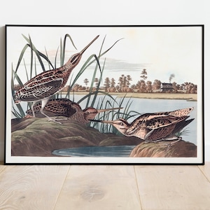 Impresiones de arte de aves vintage / Póster de aves / Impresión enmarcada / Arte de aves / Lienzo de arte / Arte de pared de aves / Decoración de aves para pared / Arte moderno / Impresiones de arte de aves