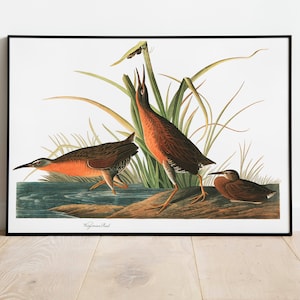 Impresiones de arte de aves vintage / Póster de aves / Impresión enmarcada / Arte de aves / Virginia Rail / Arte de pared de aves / Decoración de aves para pared / Arte moderno / Impresiones de arte de aves