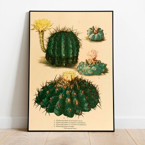 Kaktus Wandbild | Botanische Wandkunst| Kunst Leinwand| Poster Vintage| Blumenkunst| Küche Wandkunst| Wandposter| Gerahmte Kunstdrucke