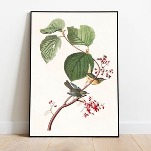 Impresiones de arte de aves vintage / Póster de aves / Impresión enmarcada / Arte de aves / Lienzo de arte / Arte de pared de aves / Decoración de aves para pared / Arte moderno / Impresiones de arte de aves