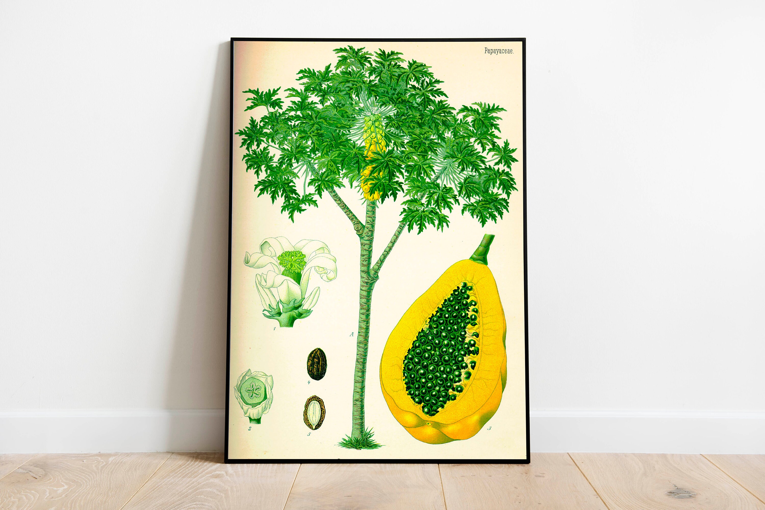 Papaya Wall Print Botanical Wall Art Art Canvas Poster Etsy