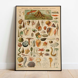Meeresbewohner Poster Print| Vintage Wissenschaft Druck | Animal Prints| Wandbilder| Leinwandbild | Vintage Wandkunst| Wandposter| Gerahmte Kunstdrucke