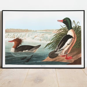 Impresiones de arte de aves vintage / Póster de aves / Impresión enmarcada / Arte de aves / Lienzo de arte / Arte de pared de aves / Decoración de aves para pared / Arte moderno / Impresiones de arte de aves