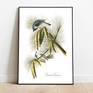 Stampe d'arte di uccelli vintage/Poster di uccelli/Stampa incorniciata/Arte di uccelli/Tela d'arte/Arte da parete di uccelli/Decorazione di uccelli per parete/Arte moderna/Stampe d'arte di uccelli