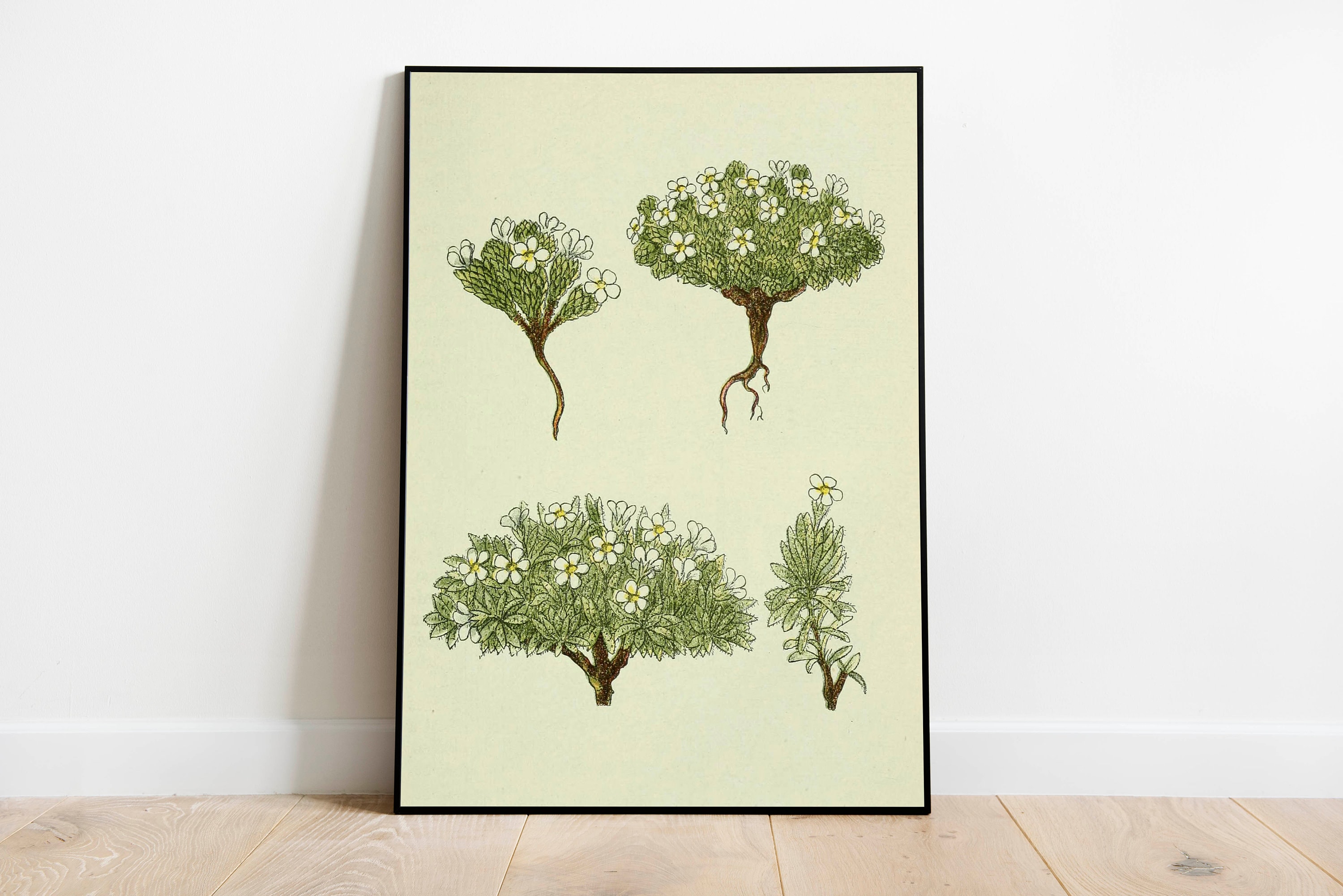 Jasmine Flower Wall Print Botanical Wall Art Art Canvas Etsy