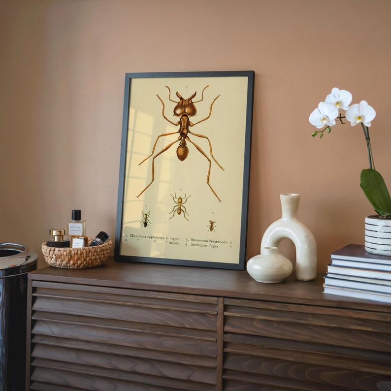 Vintage Ants Poster Print: Science Wall Art - Etsy
