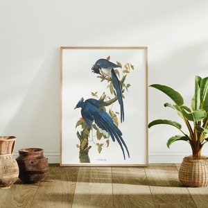 Stampe d'arte di uccelli vintage/Poster di uccelli/Stampa incorniciata/Arte di uccelli/Tela d'arte/Arte da parete di uccelli/Decorazione di uccelli per parete/Arte moderna/Stampe d'arte di uccelli