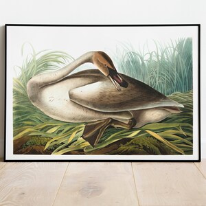 Impresiones de arte de aves vintage / Póster de aves / Impresión enmarcada / Arte de aves / Lienzo de arte / Arte de pared de aves / Decoración de aves para pared / Arte moderno / Impresiones de arte de aves