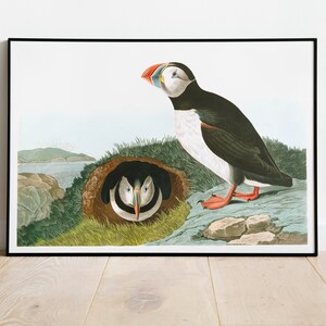 Impresiones de arte de aves vintage / Póster de aves / Impresión enmarcada / Arte de aves / Lienzo de arte / Arte de pared de aves / Decoración de aves para pared / Arte moderno / Impresiones de arte de aves