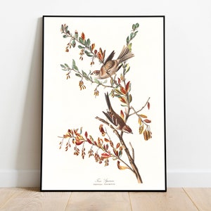 Stampe d'arte di uccelli vintage/Poster di uccelli/Stampa incorniciata/Arte di uccelli/Tela d'arte/Arte da parete di uccelli/Decorazione di uccelli per parete/Arte moderna/Stampe d'arte di uccelli