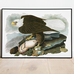 Stampe d'arte di uccelli vintage/ Poster di uccelli/ Stampa incorniciata/ Arte di uccelli/ Poster di Aquila/ Arte da parete di uccelli/ Decorazione di uccelli per parete/ Arte moderna/ Stampe d'arte di uccelli