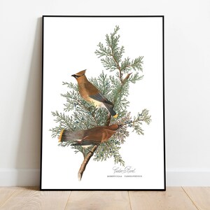 Stampe d'arte di uccelli vintage/Poster di uccelli/Stampa incorniciata/Arte di uccelli/Tela d'arte/Arte da parete di uccelli/Decorazione di uccelli per parete/Arte moderna/Stampe d'arte di uccelli