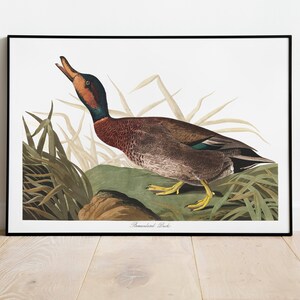 Impresiones de arte de aves vintage / Póster de aves / Impresión enmarcada / Arte de aves / Lienzo de arte / Arte de pared de aves / Decoración de aves para pared / Arte moderno / Impresiones de arte de aves
