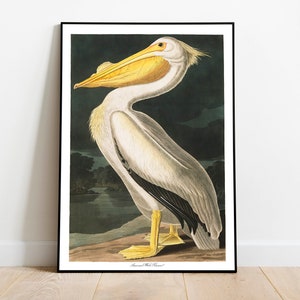 Impresiones de arte de aves vintage / Póster de aves / Impresión enmarcada / Arte de aves / Pelícano blanco / Arte de pared de aves / Decoración de aves para pared / Arte moderno / Impresiones de arte de aves