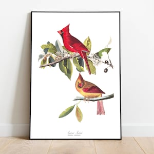 Stampe d'arte di uccelli vintage/Poster di uccelli/Stampa incorniciata/Arte di uccelli/Tela d'arte/Arte da parete di uccelli/Decorazione di uccelli per parete/Arte moderna/Stampe d'arte di uccelli