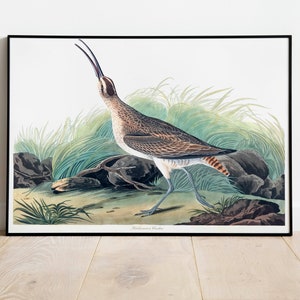 Stampe d'arte di uccelli vintage/Poster di uccelli/Stampa incorniciata/Arte di uccelli/Tela d'arte/Arte da parete di uccelli/Decorazione di uccelli per parete/Arte moderna/Stampe d'arte di uccelli