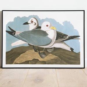 Impresiones de arte de aves vintage / Póster de aves / Impresión enmarcada / Arte de aves / Lienzo de arte / Arte de pared de aves / Decoración de aves para pared / Arte moderno / Impresiones de arte de aves