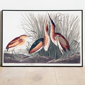 Stampe d'arte di uccelli vintage/Poster di uccelli/Stampa incorniciata/Arte di uccelli/Tela d'arte/Arte da parete di uccelli/Decorazione di uccelli per parete/Arte moderna/Stampe d'arte di uccelli
