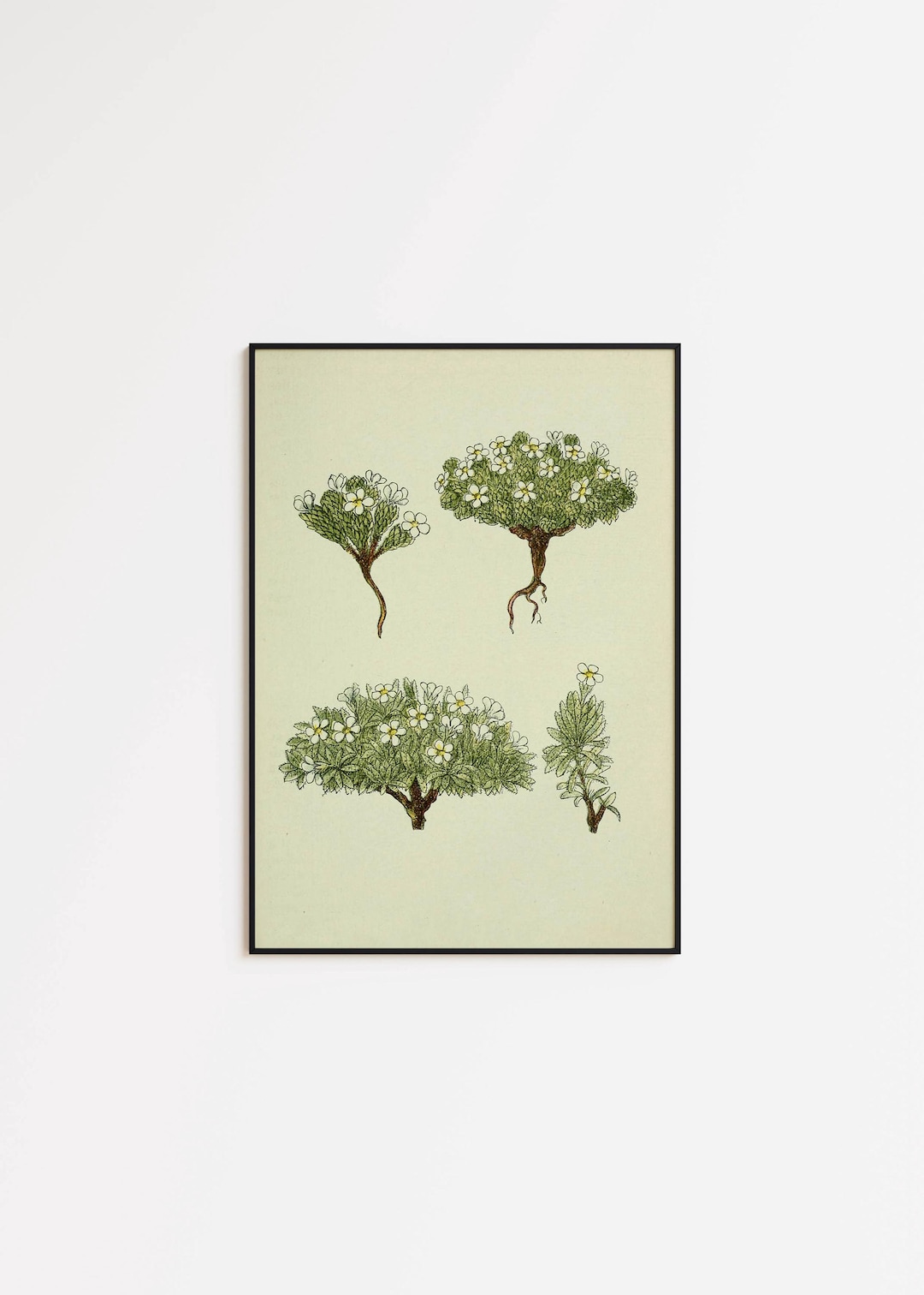 Jasmine Flower Botanical Art Print: Vintage Floral Wall Decor - Etsy