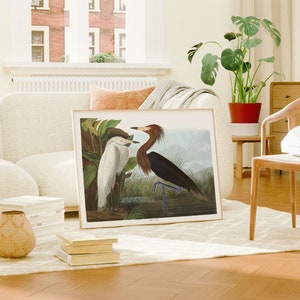 Impresiones de arte de aves vintage / Póster de aves / Impresión enmarcada / Arte de aves / Lienzo de arte / Arte de pared de aves / Decoración de aves para pared / Arte moderno / Impresiones de arte de aves