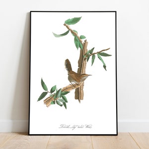 Stampe d'arte di uccelli vintage/Poster di uccelli/Stampa incorniciata/Arte di uccelli/Scricciolo di Bewick/Arte da parete di uccelli/Decorazione di uccelli per parete/Arte moderna/Stampe d'arte di uccelli