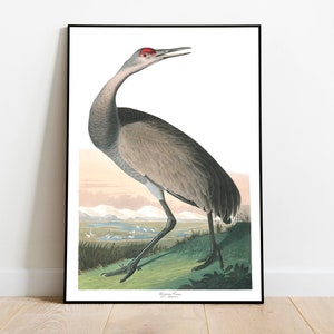 Stampe d'arte di uccelli vintage/Poster di uccelli/Stampa incorniciata/Arte di uccelli/Gru a cerchio/Arte da parete di uccelli/Decorazione di uccelli per parete/Arte moderna/Stampe d'arte di uccelli