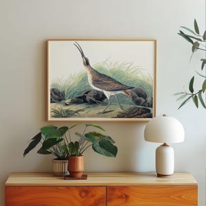 Hudsonian Whimbrel Bird Art Print Framed Poster Print Wall Art Canvas Art Print Wall Art