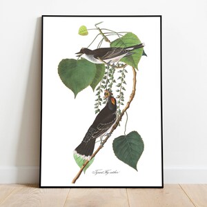 Impresiones de arte de aves vintage / Póster de aves / Impresión enmarcada / Arte de aves / Lienzo de arte / Arte de pared de aves / Decoración de aves para pared / Arte moderno / Impresiones de arte de aves