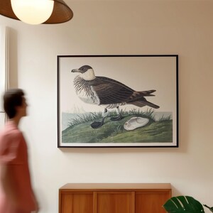 Parasitic Jaeger Bird Art Print Framed Poster Print Wall Art Canvas Art Print Wall Art