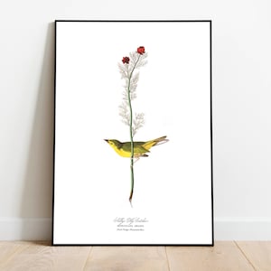 Stampe d'arte di uccelli vintage/Poster di uccelli/Stampa incorniciata/Arte di uccelli/Acchiappamosche/Arte da parete di uccelli/Decorazione di uccelli per parete/Arte moderna/Stampe d'arte di uccelli