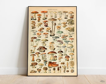 Mushroom Poster| Mushroom Diagram| Fungus Poster| Mushroom Print| Botanical Art| Champignon| Fungi Print| Fungi Art| Mushrooms Chart