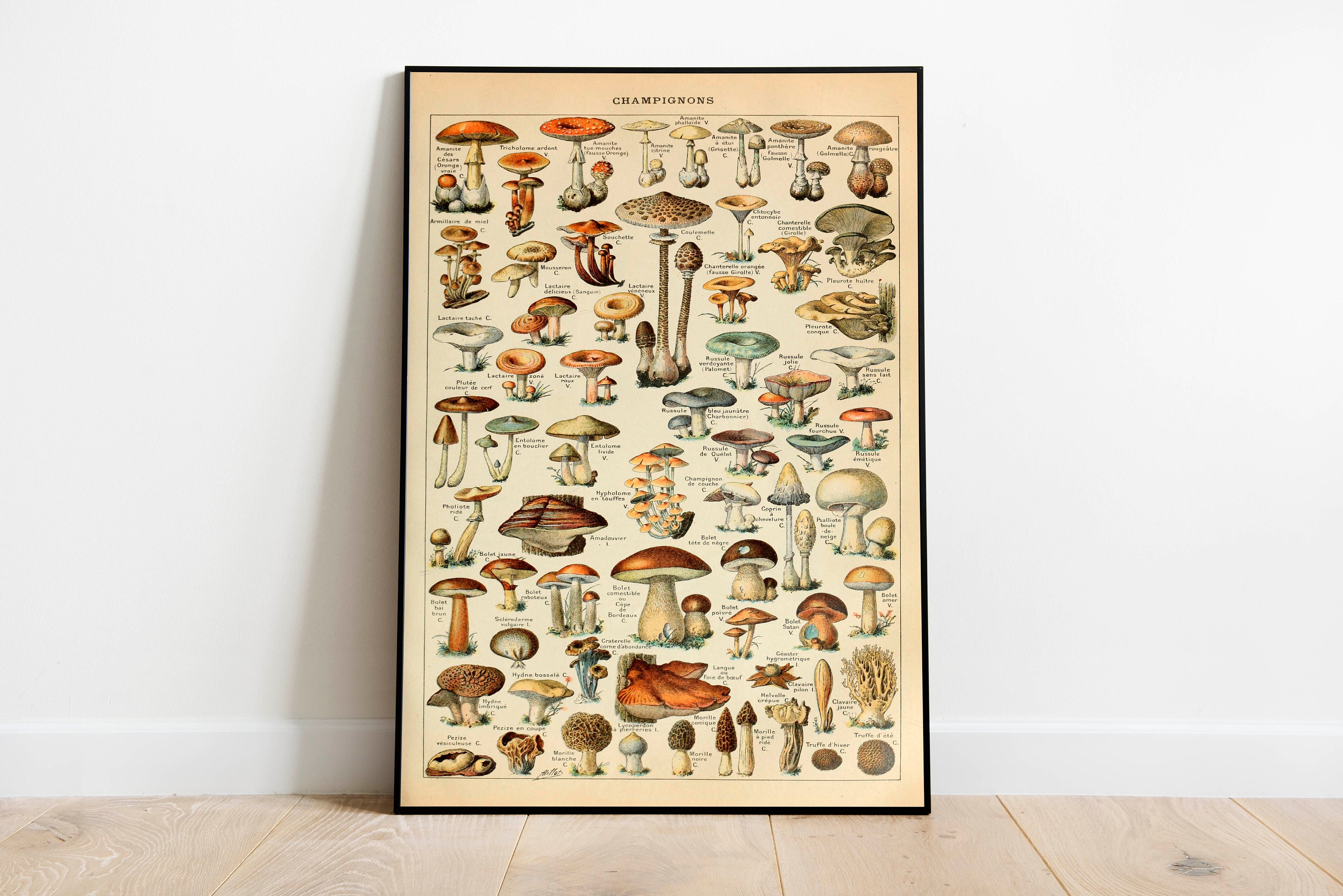 Mushroom Poster Mushroom Diagram Fungus Poster Mushroom | Etsy