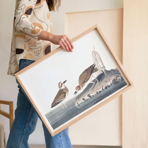 Wilson&#39;s Plover Bird Art Print Framed Poster Print Wall Art Canvas Art Print Wall Art