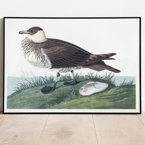 Stampe d'arte di uccelli vintage/Poster di uccelli/Stampa incorniciata/Arte di uccelli/Tela d'arte/Arte da parete di uccelli/Decorazione di uccelli per parete/Arte moderna/Stampe d'arte di uccelli