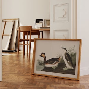 Impresiones de arte de aves vintage / Póster de aves / Impresión enmarcada / Arte de aves / Lienzo de arte / Arte de pared de aves / Decoración de aves para pared / Arte moderno / Impresiones de arte de aves