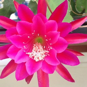 Houseplant orchid cactus cereus epiphyllum live flower plant  outdoor houseplant disocactus ackermannii Neon PINK cutting jungalow boho home
