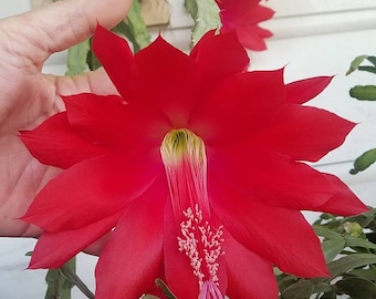 Orchid cactus cereus red ephillium succulent hanging plant leaf cuttings tropical plants houseplants