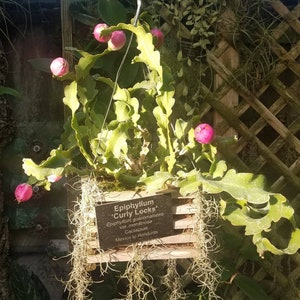 Houseplant orchid cactus cereus curly pink epiphyllum plants live plant cutting