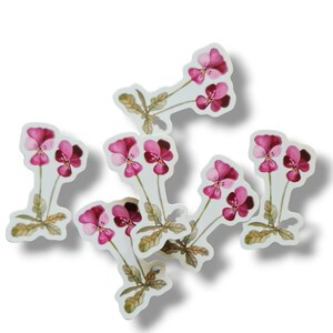 Sticker : Pensée Pourpre