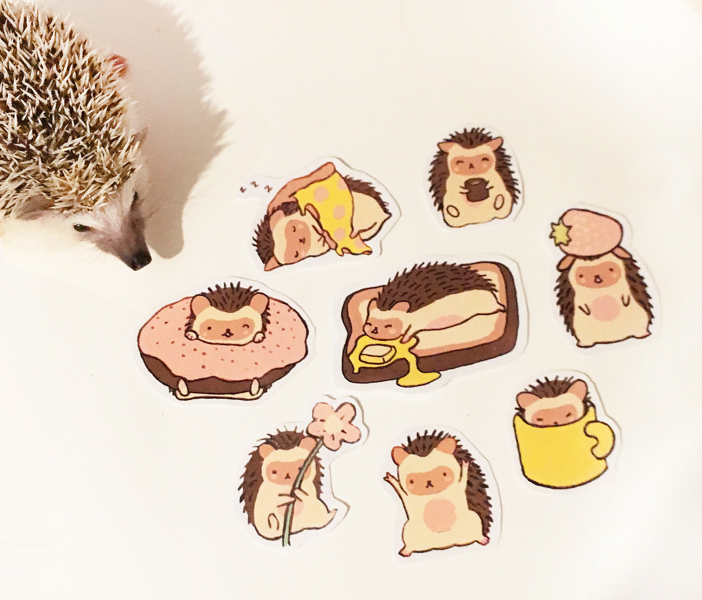 Cute Hedgehog Stickers Etsy