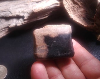 Petrified Wood - petrified branch - petrified wood log - petrified wood slab