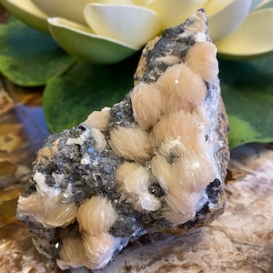 May include: A cluster of pale pink and white barite crystals on a matrix of dark gray rock. The crystals are clustered together in a delicate, feathery formation.
