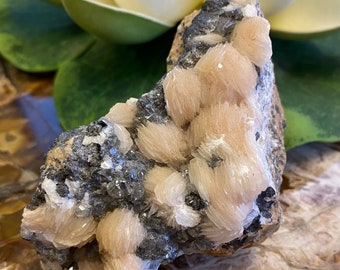 May include: A cluster of pale pink and white barite crystals on a matrix of dark gray rock. The crystals are clustered together in a delicate, feathery formation.