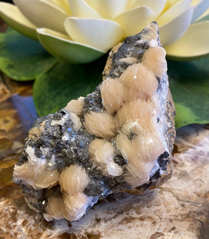 May include: A cluster of pale pink and white barite crystals on a matrix of dark gray rock. The crystals are clustered together in a delicate, feathery formation.
