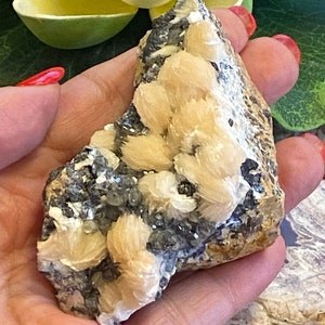 May include: A cluster of tan and white barite crystals with a gray and black matrix. The crystals are clustered together in a rough, natural formation.