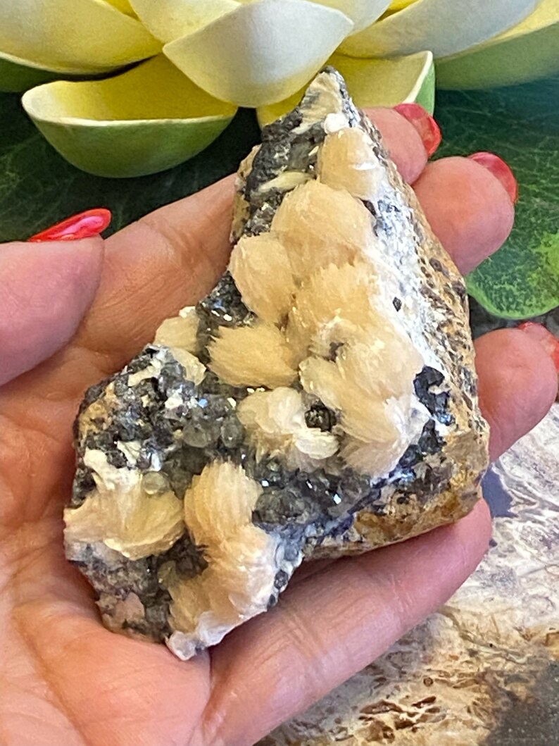 May include: A cluster of tan and white barite crystals with a gray and black matrix. The crystals are clustered together in a rough, natural formation.